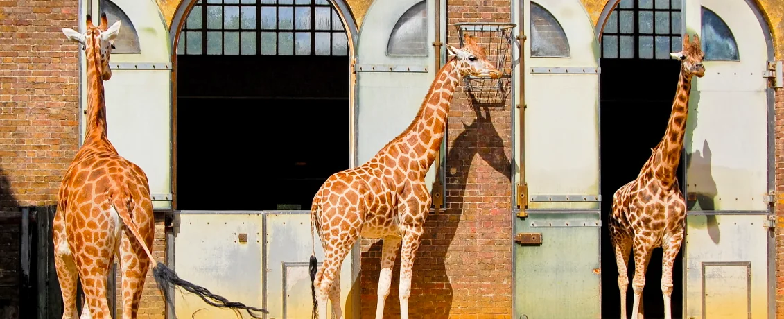 Gli zoo riaprono in tutto il mondo